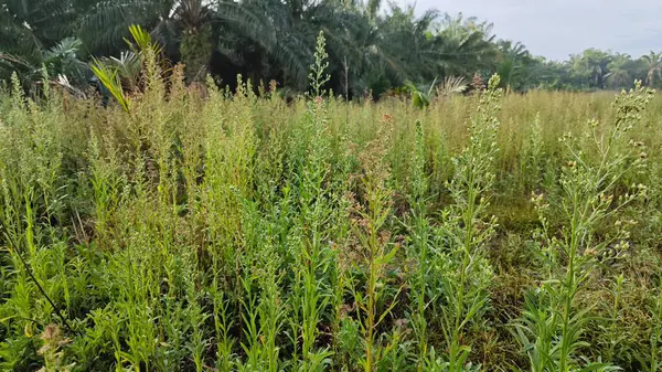 Çayırların etrafında yetişen yabani kıllı bitkisel otların manzarası.