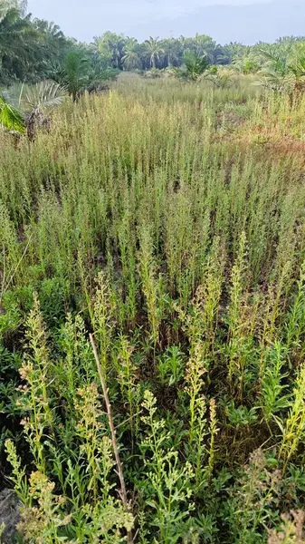 Çayırların etrafında yetişen yabani kıllı bitkisel otların manzarası.