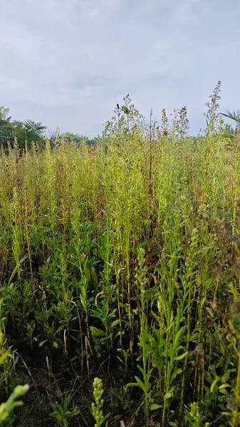 Çayırların etrafında yetişen yabani kıllı bitkisel otların manzarası.