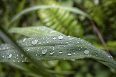 Yüzeydeki yağmur damlalarının yakın çekim damlacıkları ya da çim ya da yaprak sapları..  