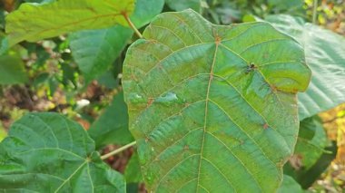 Polirhachis karıncayı büyük yeşil makaranj dev çay yapraklarına dalıyor..  