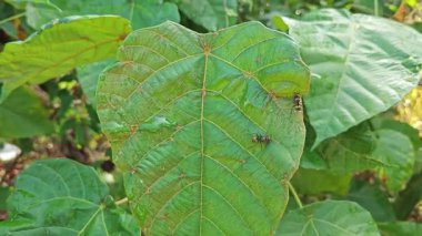 Polirhachis karıncayı büyük yeşil makaranj dev çay yapraklarına dalıyor..  