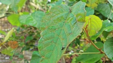 Polirhachis karıncayı büyük yeşil makaranj dev çay yapraklarına dalıyor..  
