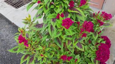 Asfalt yol kenarında yetişen Celosia argentea bitkisi..