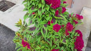 Asfalt yol kenarında yetişen Celosia argentea bitkisi..