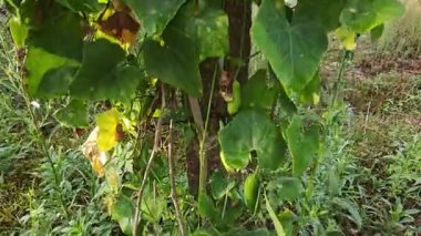 Vahşi agresif sarmaşık kabağı yapraklı bitki beton direğin etrafına tırmanıyor.. 