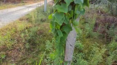 Vahşi agresif sarmaşık kabağı yapraklı bitki beton direğin etrafına tırmanıyor.. 
