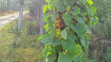 Vahşi agresif sarmaşık kabağı yapraklı bitki beton direğin etrafına tırmanıyor.. 