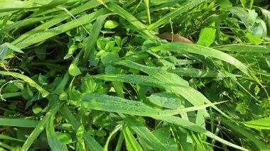 Bir çift ıslak damlacık, sarkık yaprakların yüzeyinde nem bırakıyor..    