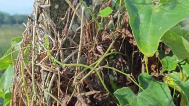 Vahşi agresif sarmaşık kabağı yapraklı bitki beton direğin etrafına tırmanıyor.. 