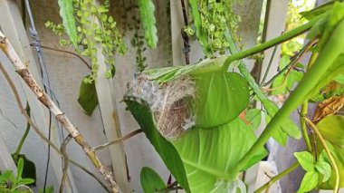 Bilinmeyen kuş yeşil yaprağın içinde basit bir yapı yuvası ördü..  