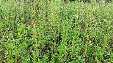 Çayırların etrafında yetişen yabani kıllı bitkisel otların manzarası. 