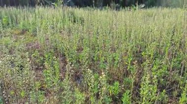 Çayırların etrafında yetişen yabani kıllı bitkisel otların manzarası. 