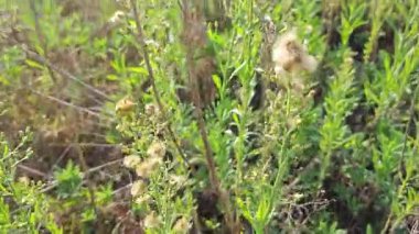 Çayırların etrafında yetişen yabani kıllı bitkisel otların manzarası. 