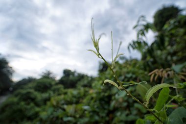 Yeşil yaprakların üzerinde ıslak damlacıklar var..