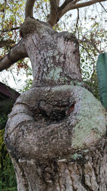 Büyük oyuğun dokusu ya da yaralanmış bir ağaç gövdesindeki oyuk..