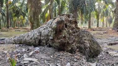 Hurma ağacını söküp yere sermişti..