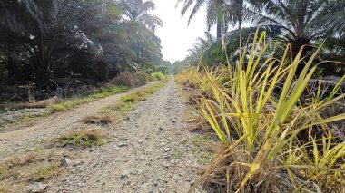 Kırsal yol boyunca sarı renkli ve ölmekte olan kogonotlar bulundu..