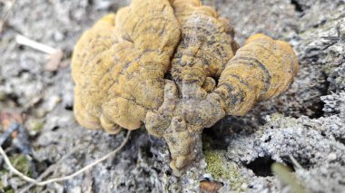 Kökü sökülmüş gövdenin etrafında bulunan yenilemez mantar parçacıkları..
