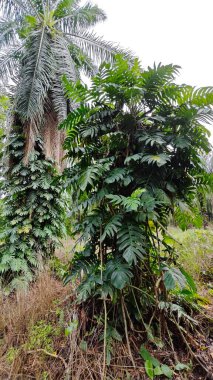 Çalı ve kümelenmiş yapraklı vahşi canavar çiftlikteki çayırda.. 
