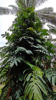 Çalı ve kümelenmiş yapraklı vahşi canavar çiftlikteki çayırda.. 