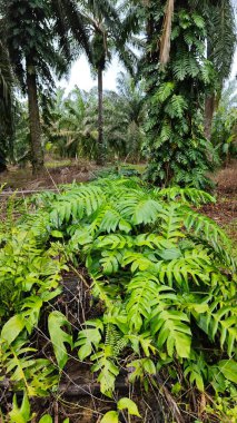 Çalı ve kümelenmiş yapraklı vahşi canavar çiftlikteki çayırda.. 