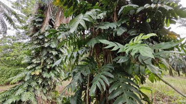 Çalı ve kümelenmiş yapraklı vahşi canavar çiftlikteki çayırda.. 