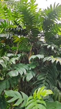 Çalı ve kümelenmiş yapraklı vahşi canavar çiftlikteki çayırda.. 