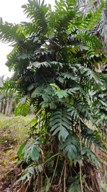 Çalı ve kümelenmiş yapraklı vahşi canavar çiftlikteki çayırda.. 
