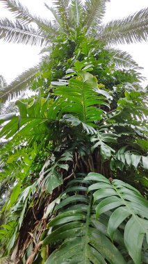 Çalı ve kümelenmiş yapraklı vahşi canavar çiftlikteki çayırda.. 