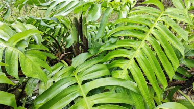 Çalı ve kümelenmiş yapraklı vahşi canavar çiftlikteki çayırda.. 