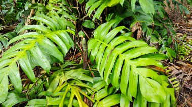 Çalı ve kümelenmiş yapraklı vahşi canavar çiftlikteki çayırda.. 