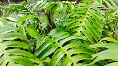 Çalı ve kümelenmiş yapraklı vahşi canavar çiftlikteki çayırda.. 