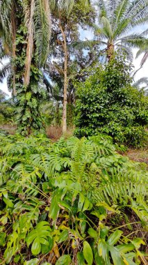 Çalı ve kümelenmiş yapraklı vahşi canavar çiftlikteki çayırda.. 