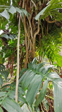 Çalı ve kümelenmiş yapraklı vahşi canavar çiftlikteki çayırda.. 