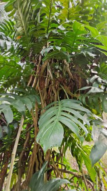 Çalı ve kümelenmiş yapraklı vahşi canavar çiftlikteki çayırda.. 