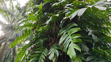 Çalı ve kümelenmiş yapraklı vahşi canavar çiftlikteki çayırda.. 