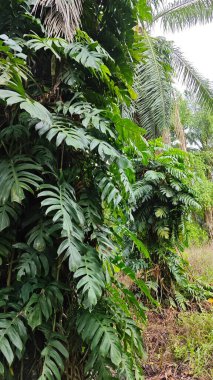 Çalı ve kümelenmiş yapraklı vahşi canavar çiftlikteki çayırda.. 