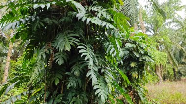 Çalı ve kümelenmiş yapraklı vahşi canavar çiftlikteki çayırda.. 