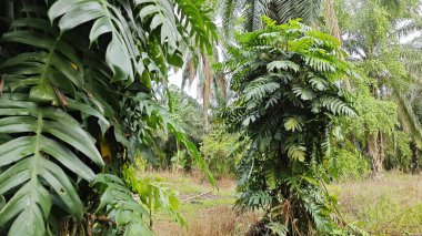 Çalı ve kümelenmiş yapraklı vahşi canavar çiftlikteki çayırda.. 