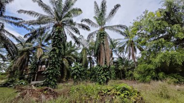 Çalı ve kümelenmiş yapraklı vahşi canavar çiftlikteki çayırda.. 