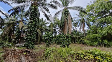 Çalı ve kümelenmiş yapraklı vahşi canavar çiftlikteki çayırda.. 