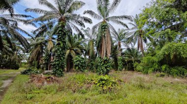 Çalı ve kümelenmiş yapraklı vahşi canavar çiftlikteki çayırda.. 