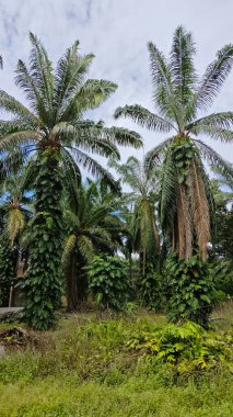 Çalı ve kümelenmiş yapraklı vahşi canavar çiftlikteki çayırda.. 