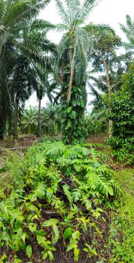 Çalı ve kümelenmiş yapraklı vahşi canavar çiftlikteki çayırda.. 