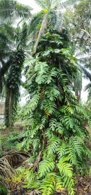 Çalı ve kümelenmiş yapraklı vahşi canavar çiftlikteki çayırda.. 