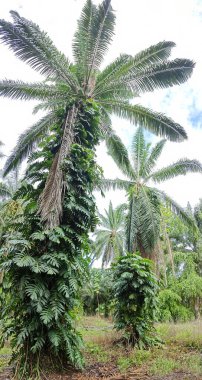 Çalı ve kümelenmiş yapraklı vahşi canavar çiftlikteki çayırda.. 