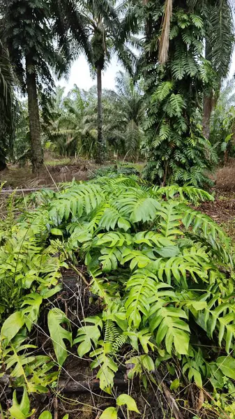 Çalı ve kümelenmiş yapraklı vahşi canavar çiftlikteki çayırda.. 