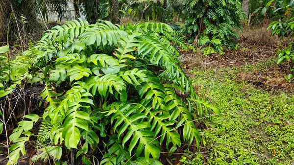 Çalı ve kümelenmiş yapraklı vahşi canavar çiftlikteki çayırda.. 