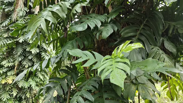 Çalı ve kümelenmiş yapraklı vahşi canavar çiftlikteki çayırda.. 